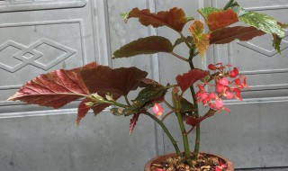 竹节海棠怎么养 竹节海棠怎么养成老桩