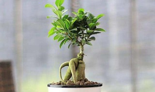 人参榕冬天怎么养（人参榕怎样过冬）