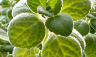 碰碰香冬天怎么养 碰碰香冬天养殖方法和注意事项