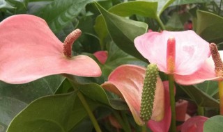 红掌冬天怎么养（红掌冬天怎么养,,,,,,,,,,:长寿花怎么过冬?）