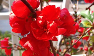 长寿海棠怎么养殖(长寿海棠怎么养殖视频)