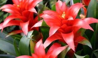 红运当头怎么养 鸿运当头怎么养殖