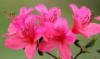 温室里养的杜鹃花冬天需要遮阴吗（杜鹃冬天室内养还是室外养）