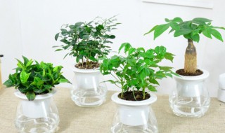 水培植物水要泡到什么部位 水培植物水要泡到什么部位再养