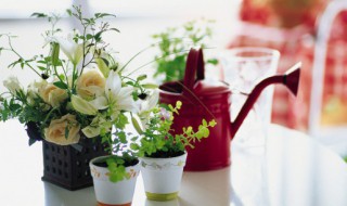 盆栽虫害病害防治知识（盆栽虫害病害防治知识点）