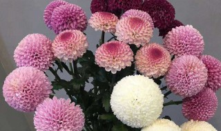 乒乓菊家养怎么浇水（乒乓菊怎么养怎样浇水）