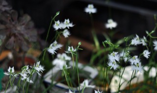 白鹭草怎么种（白鹭草怎么种植方法）