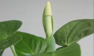 滴水观音怎样修剪（滴水观音怎样修剪才能长的旺盛）