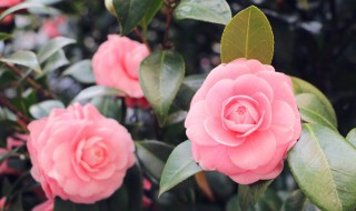 花肥营养液自制方法（花肥营养液制作方法）