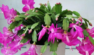 蟹爪兰冬天怎么养 蟹爪兰冬天怎么养护
