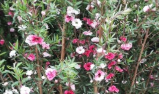 松红梅怎么浇水（松红梅浇水过多如何处理）