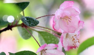 五叶梅骨朵没开就谢了是怎么回事