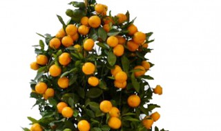 盆栽桔子树怎么养（盆栽桔子树怎么养才能不落叶）