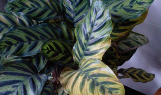 孔雀竹芋叶子发黄是怎么回事 孔雀竹芋叶子发黄是怎么回事啊