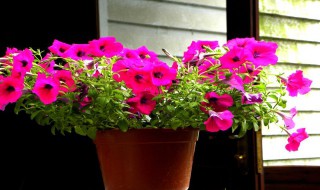 矮牵牛怎么过冬 矮牵牛过冬要强剪吗