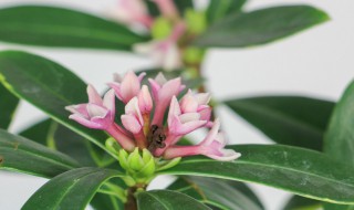 金边瑞香冬天怎么养 金边瑞香冬天怎么养才能安全过冬?