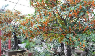 盆栽桂花冬天怎么浇水 盆栽桂花冬天怎么浇水最好