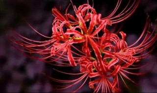 彼岸花开花后怎么护理 彼岸花开花后怎么处理