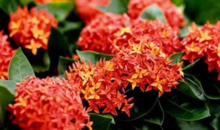 龙船花怎么过冬 龙船花怎么过冬视频