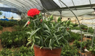 康乃馨花苞不能完全打开是什么原因（康乃馨花苞不能完全打开是什么原因呢）