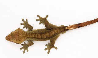 梦见壁虎是好兆头（梦见壁虎是好兆头么）