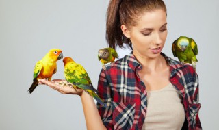 牡丹鹦鹉孵化期几天 牡丹鹦鹉孵化期几天出壳