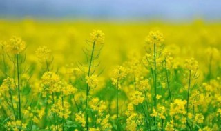 油菜花秋季什么时候开花（油菜花秋季什么时候开花结果）