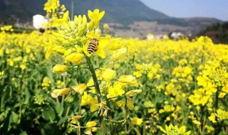 油菜花种植时间 油菜花种植时间和方法