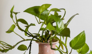 绿萝能除甲醛和异味吗（绿萝能除甲醛和异味吗冬天）