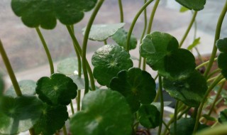 铜钱草室内养有毒吗 室内养铜钱草好不好