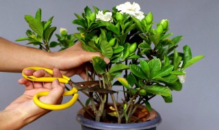 栀子花可以一直水培吗（水培的栀子花会开花吗）