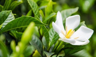 栀子花移栽注意事项 栀子花移栽注意事项和方法