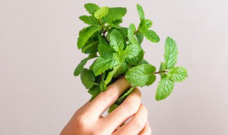薄荷能吸甲醛吗（薄荷有去甲醛的作用吗）