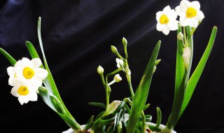 水仙花开花后还能养吗 水仙花开过以后怎么养