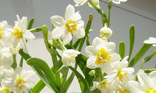 水仙花能除甲醛吗 水仙花能除甲醛吗?