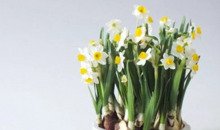 水仙花能放空调房吗（水仙花能放空调房吗室内）