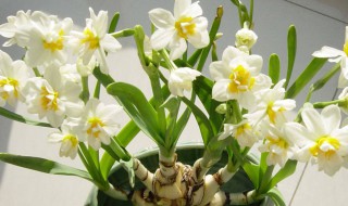 水仙花一般养多久开花（水仙花一般养多久开花啊）