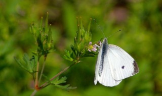 菜青虫会变成蝴蝶吗 青菜虫会不会变成蝴蝶