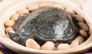 甲鱼开春几月份吃食（甲鱼开春几月份吃食好）