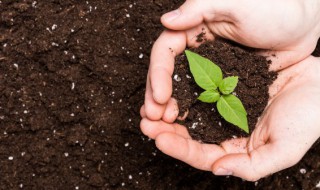 高产扁豆的播种时间（扁豆几月份播种最适合）