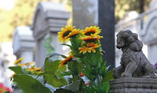 向日葵水养放多少水（向日葵要多少水）