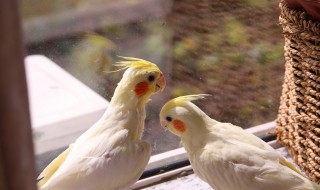 玄凤鹦鹉寿命 玄凤鹦鹉寿命多少年一辈子生多少蛋