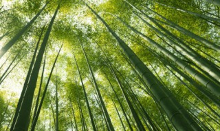 观音棕竹和棕竹的区别 观音棕竹和棕竹的区别在哪里