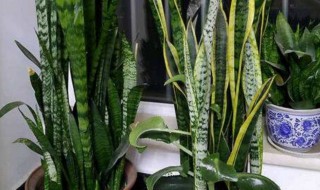 家里为什么不能养虎皮兰（家里为什么不能养虎皮兰金枝玉叶怎么养）