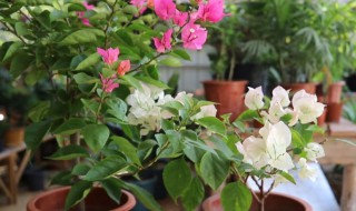 盆栽三角梅怎么养 盆栽三角梅怎么养才能粗壮