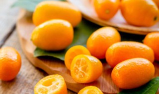 盆栽金桔挂果后如何养 盆栽金桔挂果后管理