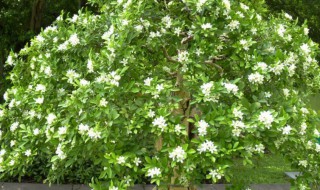 九里香为什么不吉利 九里香为什么不吉利呢