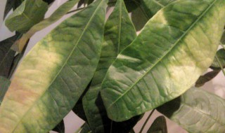 发财树立春后叶子发黄怎么办（发财树春天叶子发黄怎么办）