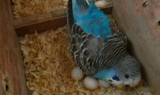 鹦鹉孵化多少天 鹦鹉孵化多少天开始啄壳