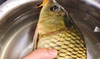 黄肉鲤鱼是什么品种（金黄色鲤鱼是什么品种）